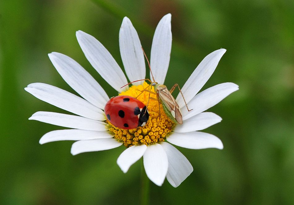 La vita in un fiore